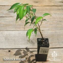 Ficus Benjamina Midnight Beauty - Weeping Fig 10 Ficus Benjamina Midnight Beauty - Weeping Fig -GARDEN Shop apo midnight beauty ficus tubestock