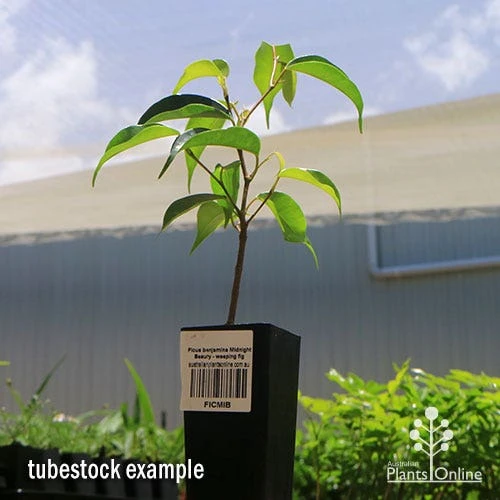 Ficus Benjamina Midnight Beauty - Weeping Fig 2 Ficus Benjamina Midnight Beauty - Weeping Fig - Image 2