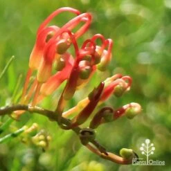 Grevillea Mini Marvel 28 Grevillea Mini Marvel -GARDEN Shop apo mini marvel bud