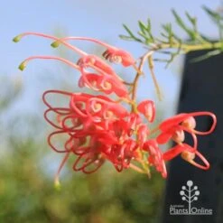 Grevillea Mini Marvel 22 Grevillea Mini Marvel -GARDEN Shop apo mini marvel flower opening