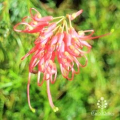 Grevillea Mini Marvel 31 Grevillea Mini Marvel -GARDEN Shop apo mini marvel flower top