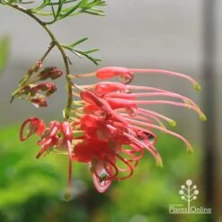 Grevillea Mini Marvel 18 Grevillea Mini Marvel -GARDEN Shop apo mini marvel grevillea flower closeup