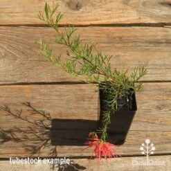 Grevillea Mini Marvel 24 Grevillea Mini Marvel -GARDEN Shop apo mini marvel grevillea tubestock top in flower