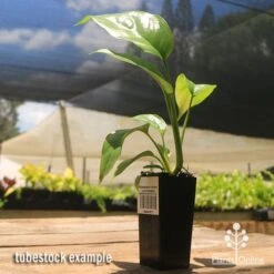 Philodendron Minima - Mini Monstera 11 Philodendron Minima - Mini Monstera -GARDEN Shop apo mini monstera tubestock