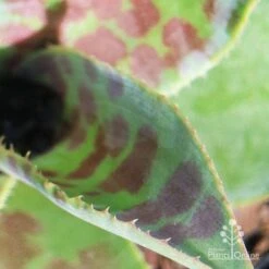 Mangave Mission To Mars - Succulent -GARDEN Shop apo mission to mars closeup