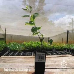 Blueberry Misty -GARDEN Shop apo misty tubestock side