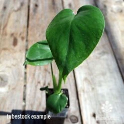 GARDEN Shop -GARDEN Shop apo monstera tubetsock top