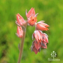 Echeveria Morning Beauty - Succulent -GARDEN Shop apo morning beauty flowerstem