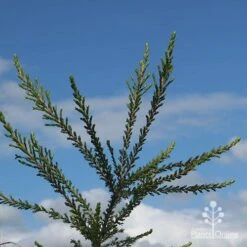 Leptospermum Liversidgei Mozzie Blocker 17 Leptospermum Liversidgei Mozzie Blocker -GARDEN Shop apo mozzie blocker blue sky