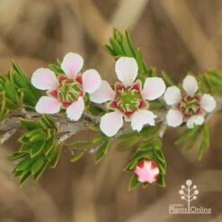 Leptospermum Liversidgei Mozzie Blocker 12 Leptospermum Liversidgei Mozzie Blocker -GARDEN Shop apo mozzie blocker flowers closeup