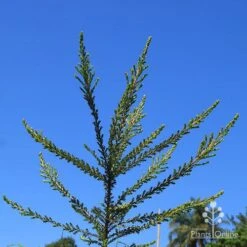 Leptospermum Liversidgei Mozzie Blocker 19 Leptospermum Liversidgei Mozzie Blocker -GARDEN Shop apo mozzie blocker habit