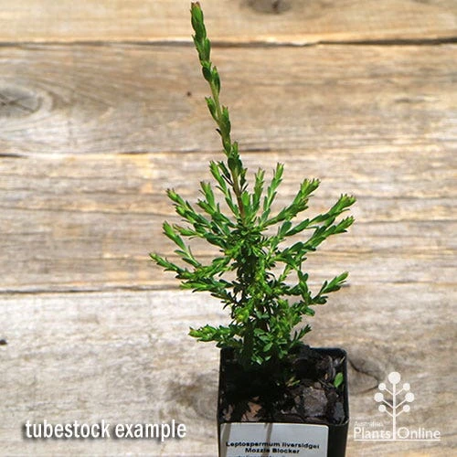 Leptospermum Liversidgei Mozzie Blocker 2 Leptospermum Liversidgei Mozzie Blocker - Image 2