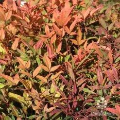 Nandina Moonbay -GARDEN Shop apo nandina moonbay winter colours