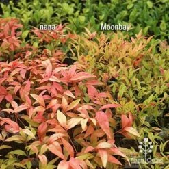 Nandina Moonbay -GARDEN Shop apo nandina nana v moonbay january
