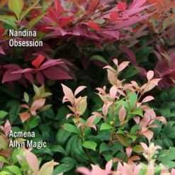 Nandina Obsession -GARDEN Shop apo nandina obsession acmena allyn magic 1