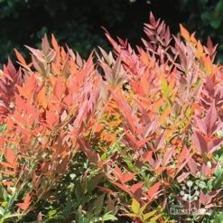 Nandina Obsession -GARDEN Shop apo nandina obsession colour