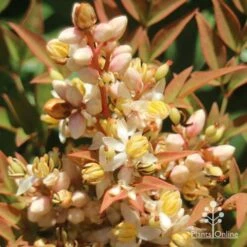 Nandina Obsession -GARDEN Shop apo nandina obsession flower2s