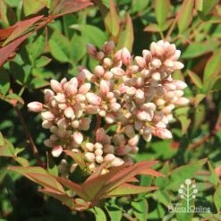 Nandina Obsession -GARDEN Shop apo nandina obsession flowers 1