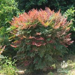 Nandina Obsession -GARDEN Shop apo nandina obsession full grown