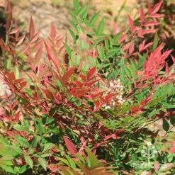 Nandina Obsession -GARDEN Shop apo nandina obsession leaf flower