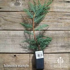 Cupressocyparis Naylors Blue - Leyland Cypress -GARDEN Shop apo naylors blue cypress tubestock