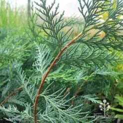 Cupressocyparis Naylors Blue - Leyland Cypress -GARDEN Shop apo naylors blue red stems