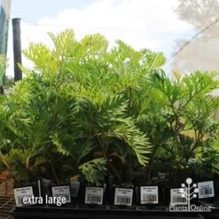 Grevillea Ned Kelly -GARDEN Shop apo ned kelly dec large