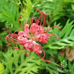 Grevillea Ned Kelly -GARDEN Shop apo ned kelly flower and leaf
