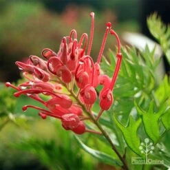 Grevillea Ned Kelly -GARDEN Shop apo ned kelly flower leaf