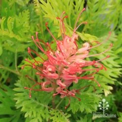 Grevillea Ned Kelly -GARDEN Shop apo ned kelly grevillea flower open
