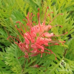 Grevillea Ned Kelly -GARDEN Shop apo ned kelly grevillea flower2