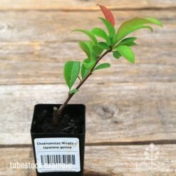 GARDEN Shop -GARDEN Shop apo nivalis quince tubestock