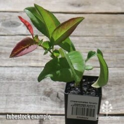 Chaenomeles Nivalis - Japanese Quince -GARDEN Shop apo nivalis quince tubestock 1