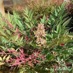 Nandina Obsession -GARDEN Shop apo obsession flowering