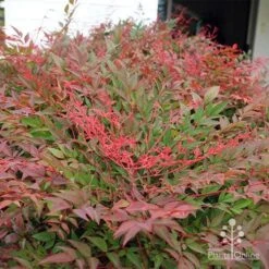 Nandina Obsession -GARDEN Shop apo obsession new growth