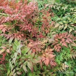 Nandina Obsession -GARDEN Shop apo obsession spring shades