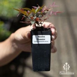 Nandina Obsession -GARDEN Shop apo obsession tube