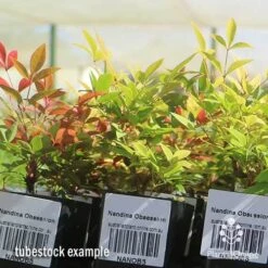Nandina Obsession -GARDEN Shop apo obsession tubestock plants