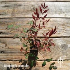 Nandina Obsession -GARDEN Shop apo obsession tubestock winter top