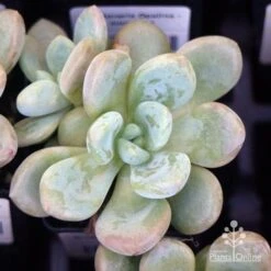 Graptoveria Opalina - Succulent -GARDEN Shop apo opalina