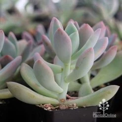 Graptoveria Opalina - Succulent -GARDEN Shop apo opalina colour shade