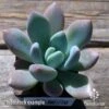 Graptoveria Opalina - Succulent 12 Graptoveria Opalina - Succulent -GARDEN Shop apo opalina tubestock top 1