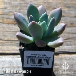 Graptoveria Opalina - Succulent -GARDEN Shop apo opalina tubestock 1