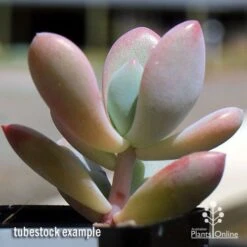 Graptoveria Opalina - Succulent -GARDEN Shop apo opalina tubestock 2