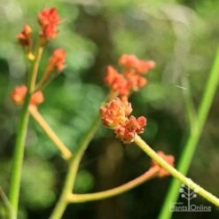 Anigozanthos Orange Cross - Kangaroo Paw -GARDEN Shop apo orange cross kangaroo paw buds