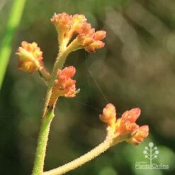Anigozanthos Orange Cross - Kangaroo Paw -GARDEN Shop apo orange cross kangaroo paw buds2