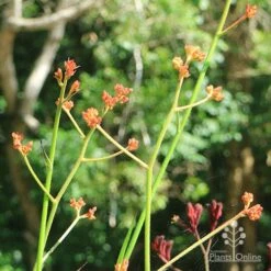 Anigozanthos Orange Cross - Kangaroo Paw -GARDEN Shop apo orange cross kangaroo paw buds3