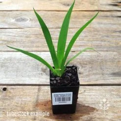 Anigozanthos Orange Cross - Kangaroo Paw -GARDEN Shop apo orange cross kangaroo paw tubestock