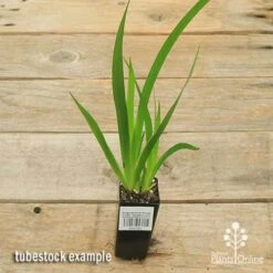 Anigozanthos Orange Cross - Kangaroo Paw -GARDEN Shop apo orange cross tubestock top