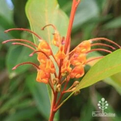 Grevillea Orange Marmalade -GARDEN Shop apo orange marmalade flower closeup